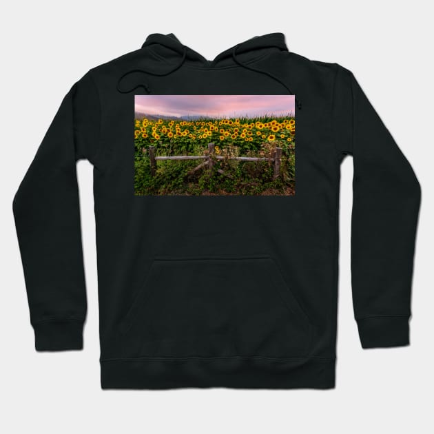 Sunflowers at sunset, Humboldt County, California Hoodie by JeffreySchwartz